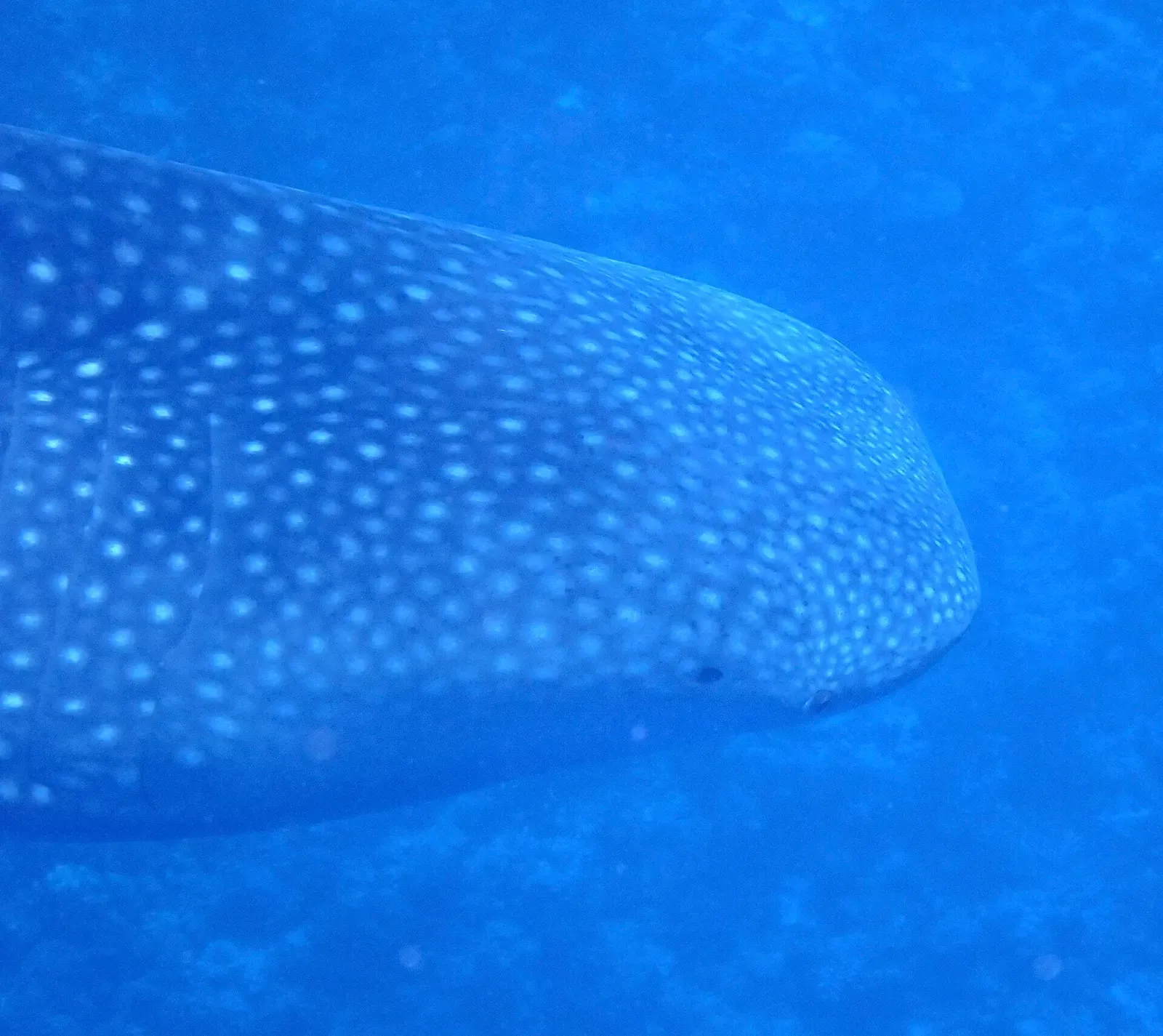 Close view of a whale shark's head and spotted pattern underwater — South Ari Atoll Marine Protected Area, Ari & Rasdhoo Atolls.