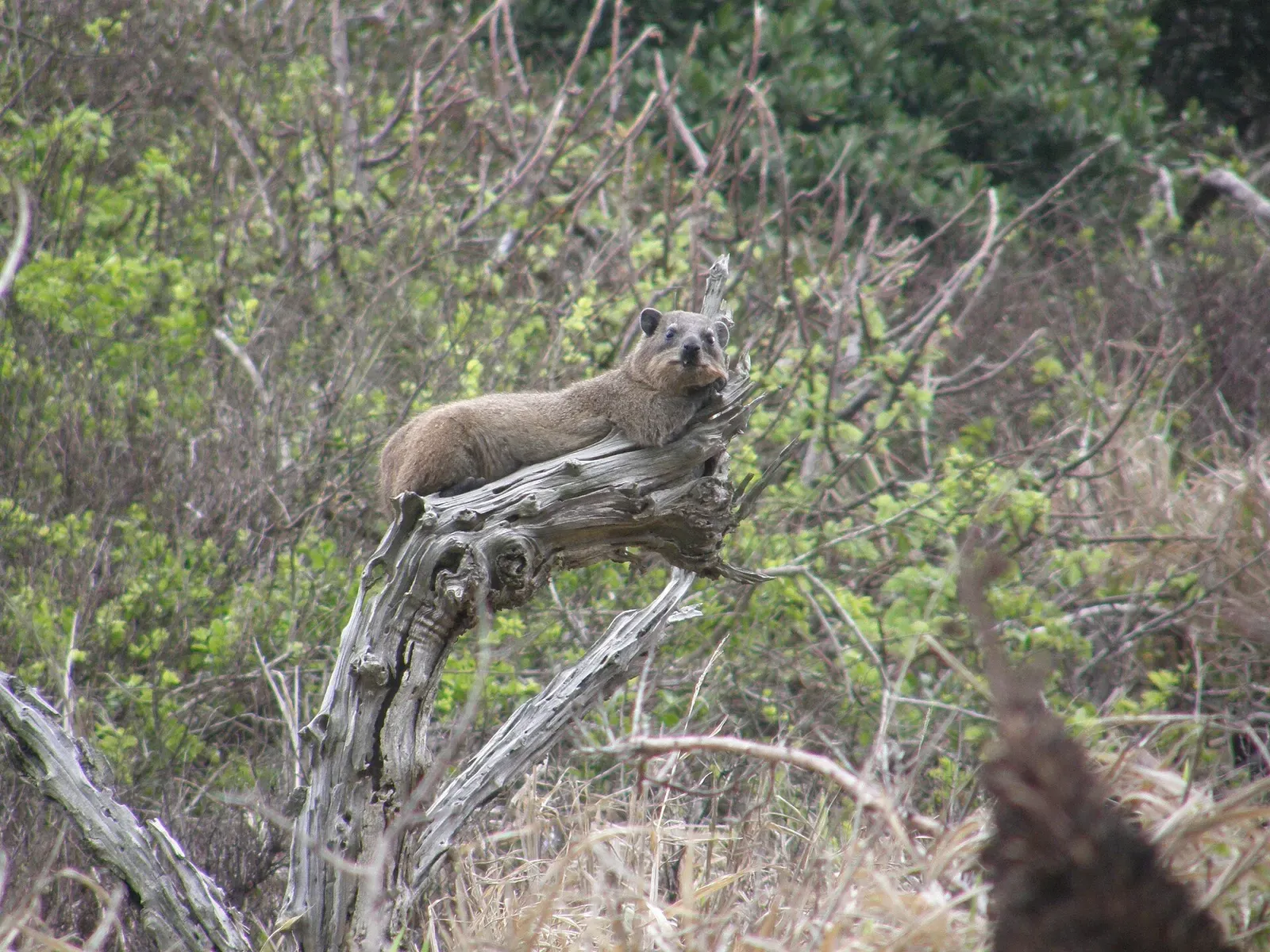A rock dassie resting on a tree stump at the Mzimvubu river mouth, Port St Johns — Sardine Run