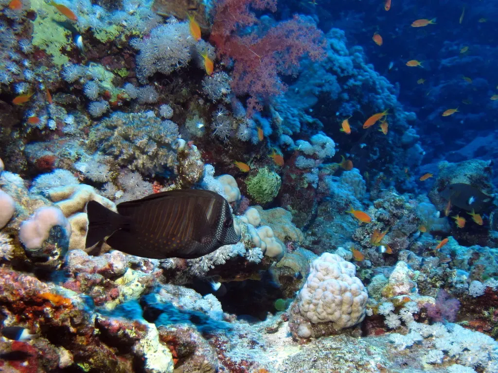 Dark sailfin tang fish swimming over the reef at Habili Ali — St John's Reefs