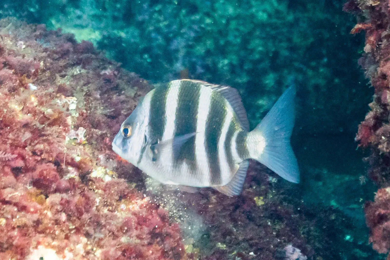 One silver fish with broad black vertical bands swims over rock covered in pink and red algae — La Corbera, Santander & Isla de Mouro