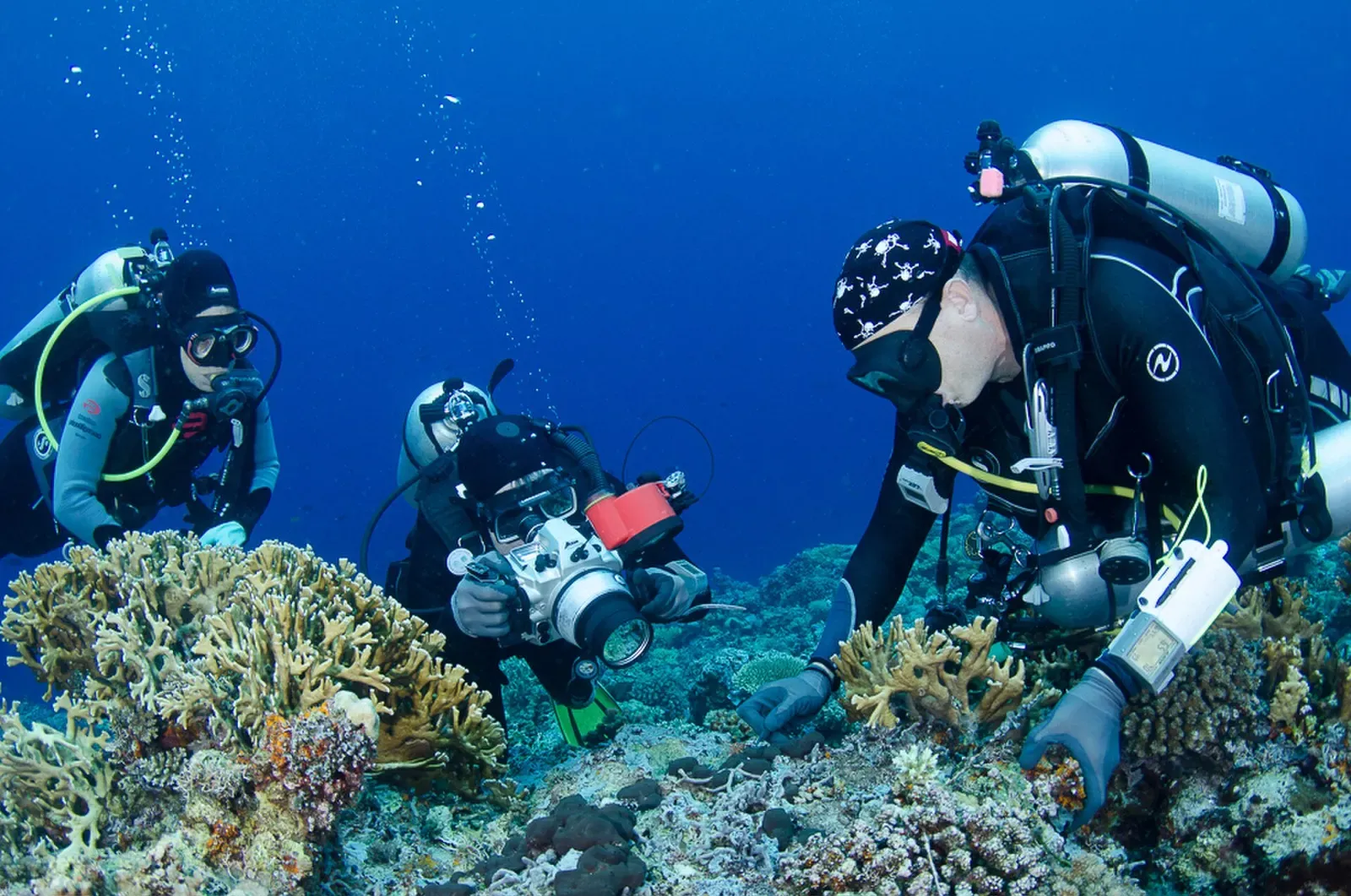 Two divers with cameras examine hard corals on a reef in Cenderawasih Bay