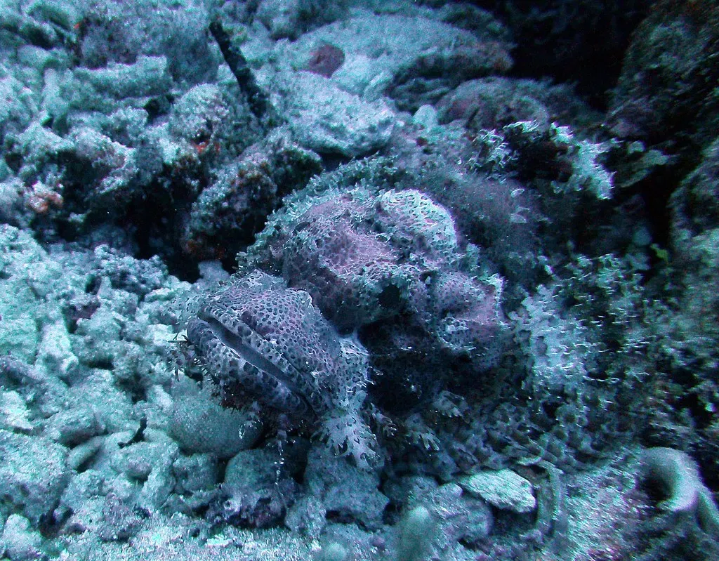 A scorpionfish lies camouflaged against mottled coral rubble on the reef — Yap Caverns, Yap.