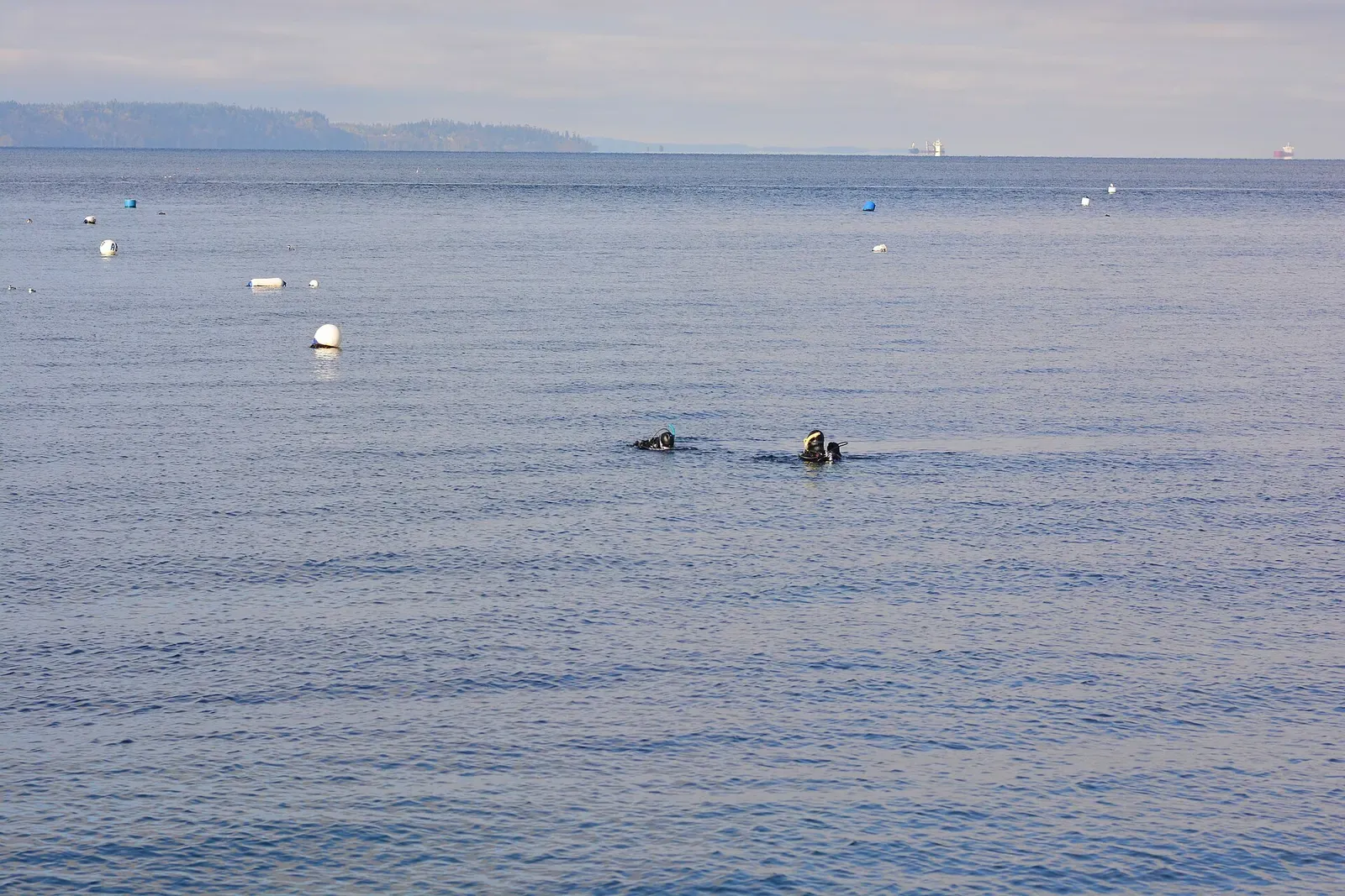 Two scuba divers surface in open water off Brackett's Landing near Edmonds, Washington — Puget Sound