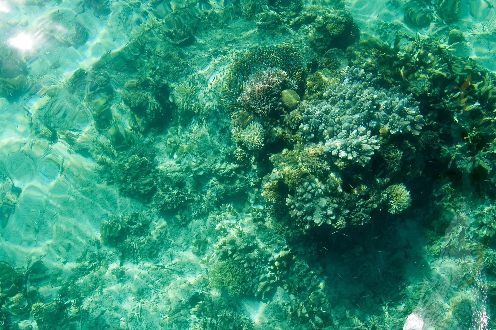 Coral colony seen through clear, shallow turquoise water in Bacuit Bay