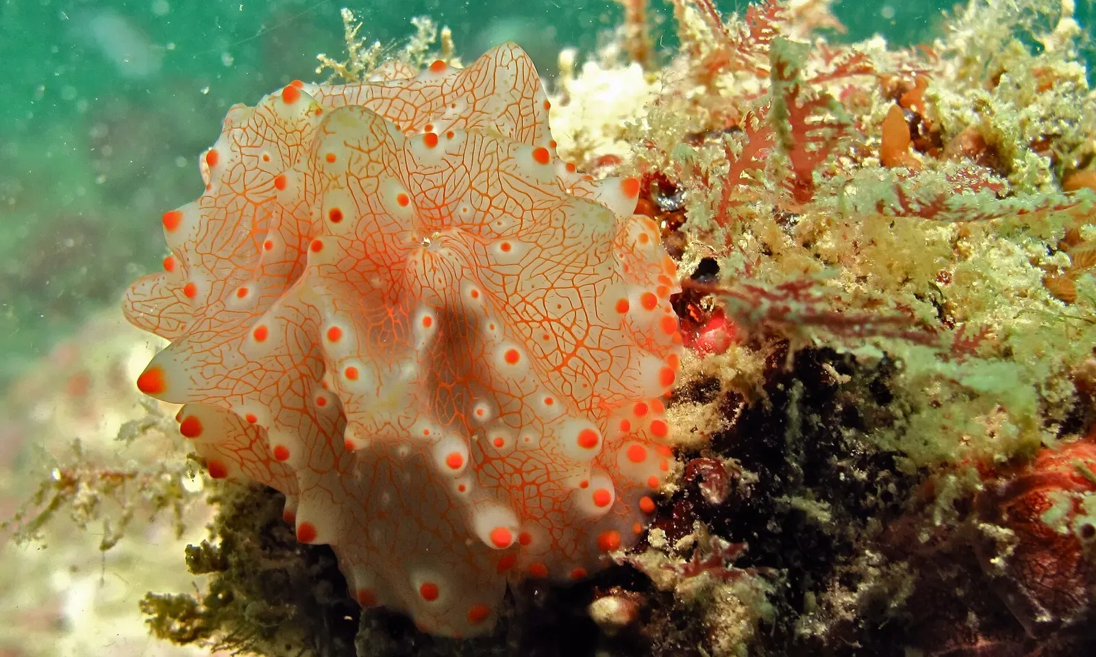 An orange-spotted nudibranch crawls across coral rubble encrusting the Seaventures Jetty reef — Mabul & Kapalai