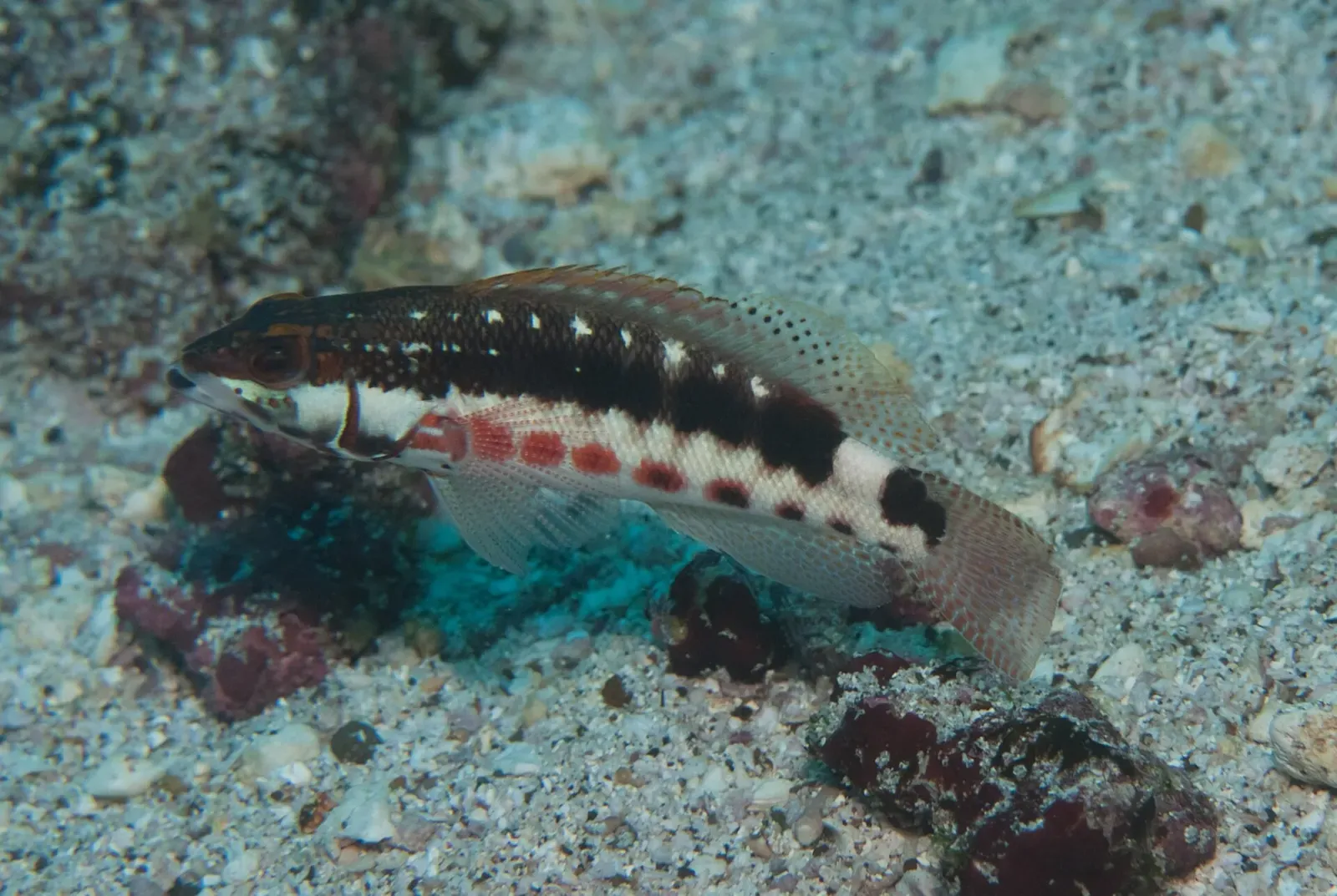 A harlequin bass rests on sand near coral rubble at the base of the site — Darwin's Arch, Galápagos.