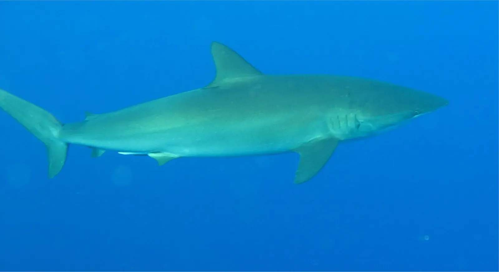 A silky shark seen side-on cruising over the drop-off — Little Brother Island, Brothers & Daedalus