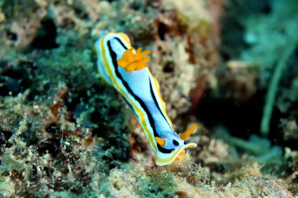 A blue-and-orange Chromodoris nudibranch crosses the reef at Paliton Wall — Siquijor.