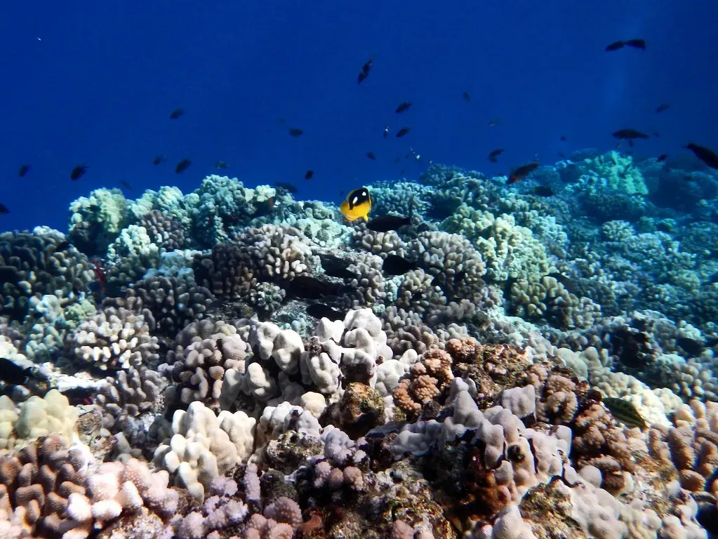Coral terrace inside the crater with a yellow butterflyfish and passing reef fish — Molokini Crater, Maui