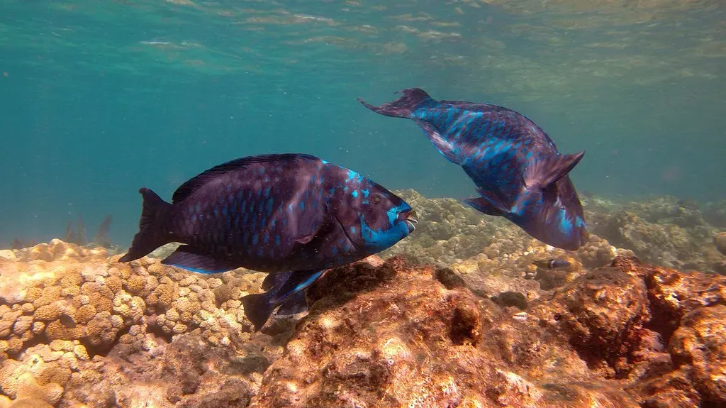 Two dark parrotfish swimming together over the reef at Eastern Dry Rocks