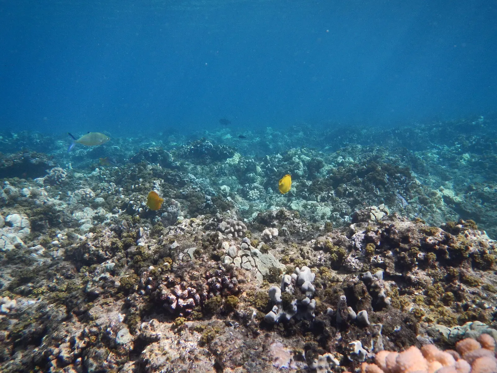Deep reef slope with scattered coral heads and small yellow butterflyfish — Honolua Bay, Maui