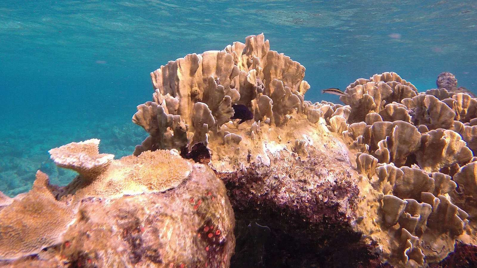 Elkhorn-like coral formation with small fish sheltering among its branches — Karpata, Bonaire
