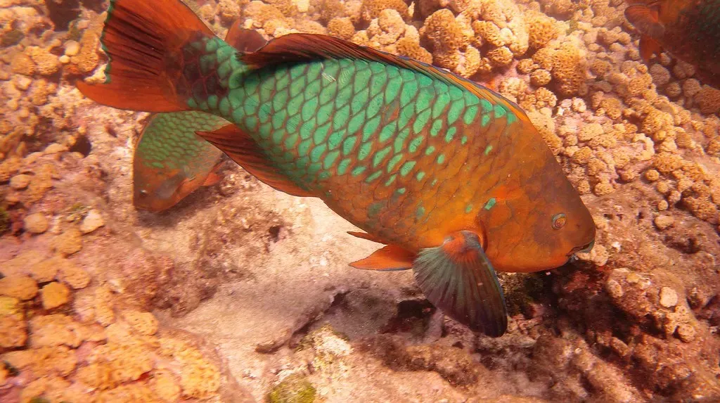 A green and orange stoplight parrotfish grazing on coral at Rock Key
