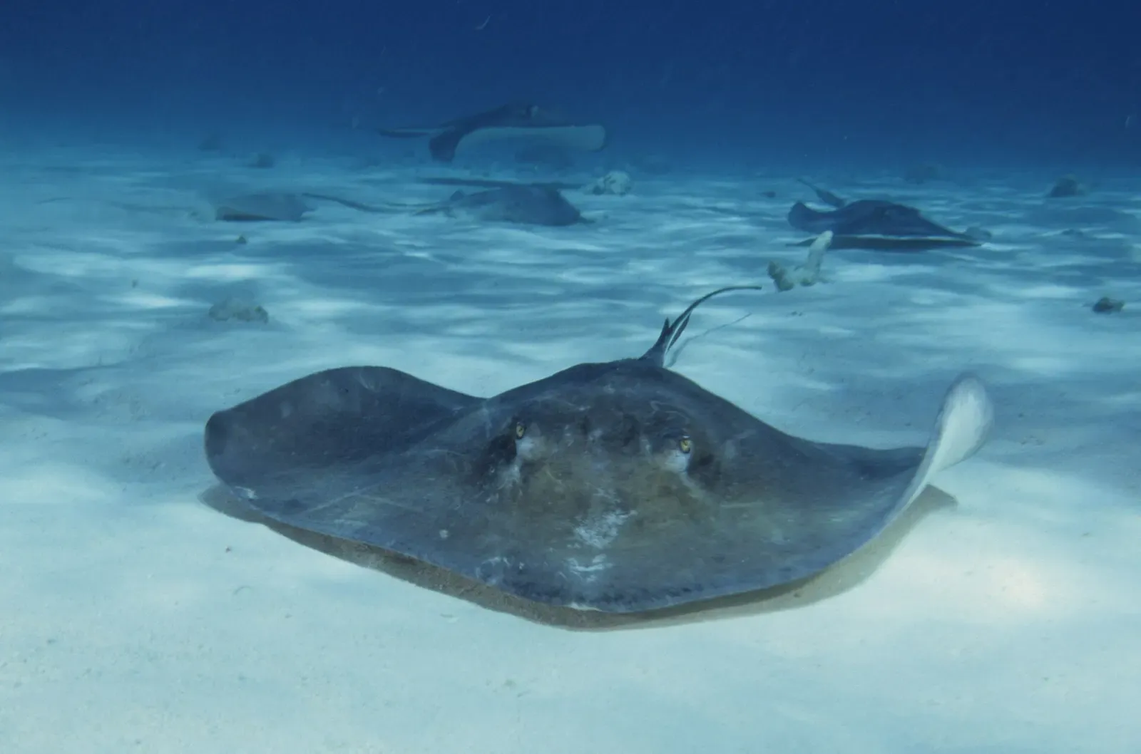 Several southern stingrays swimming together over the sandbar — Stingray City, Grand Cayman