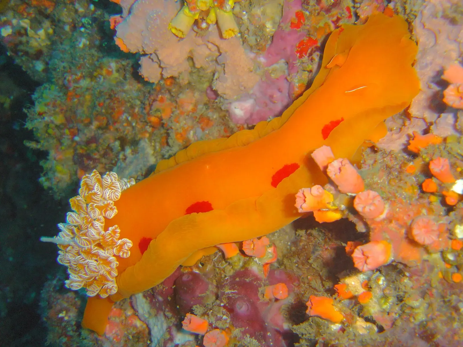 A vivid orange Spanish dancer nudibranch crawling across the reef — Manta Reef, Tofo