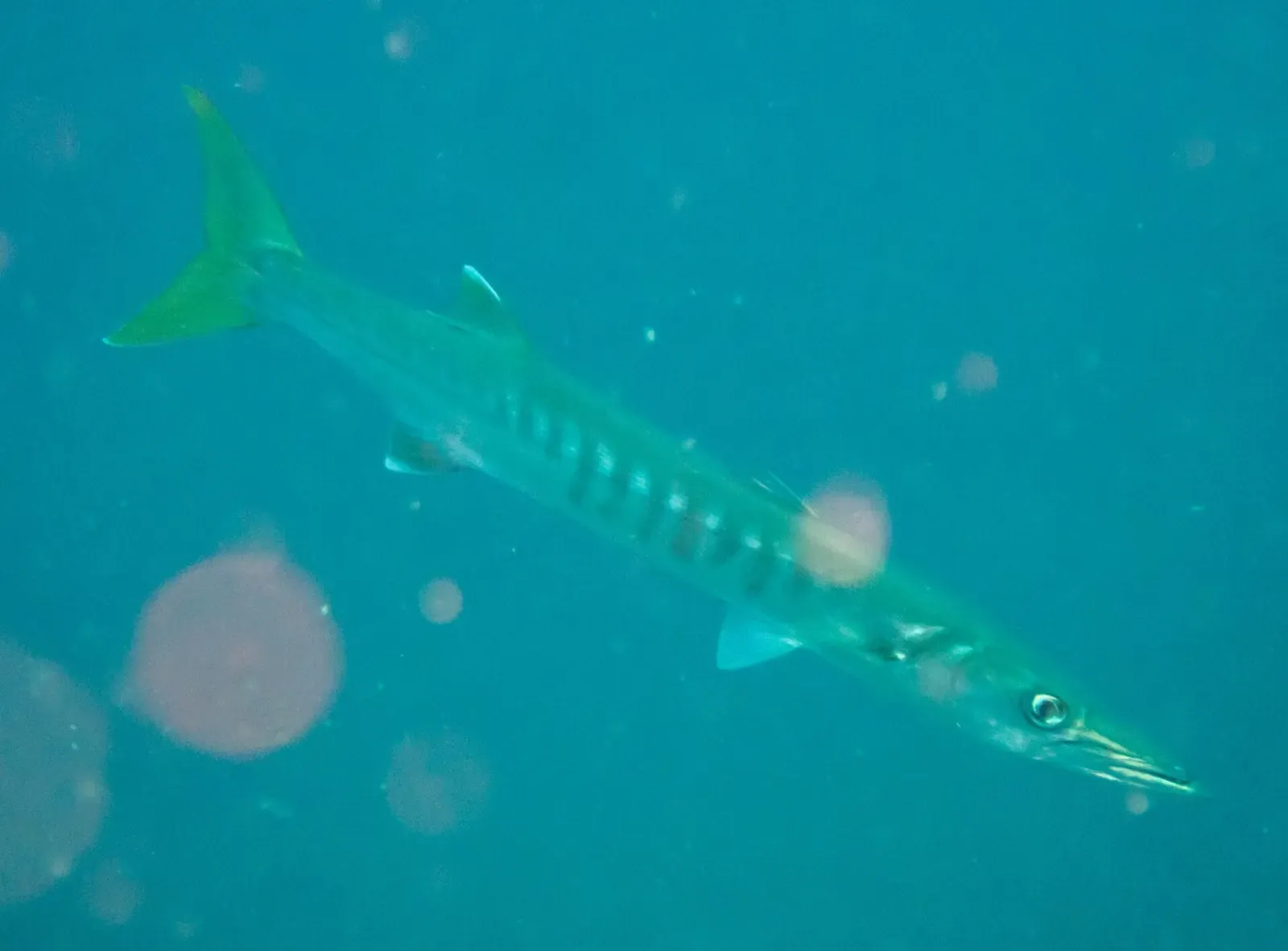 Pickhandle barracuda cruising past the pinnacle in green-lit water — Chumphon Pinnacle, Koh Tao