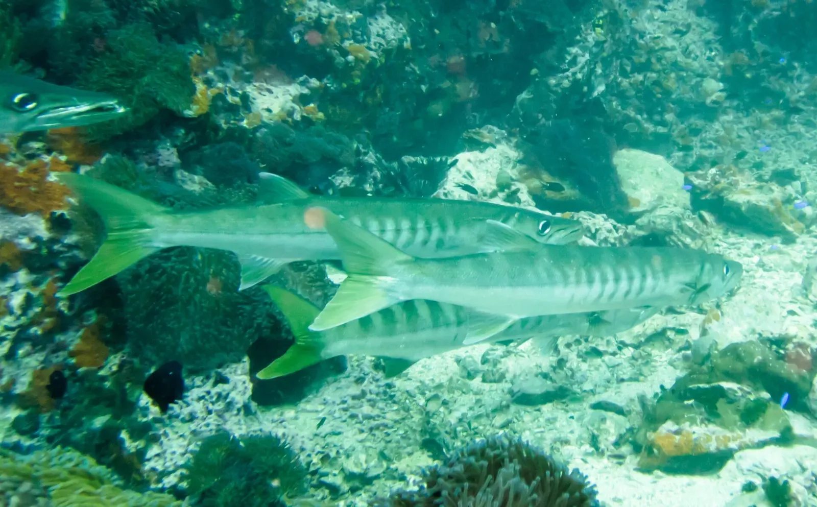 Barracuda and grouper over the reef at Sail Rock — Koh Tao