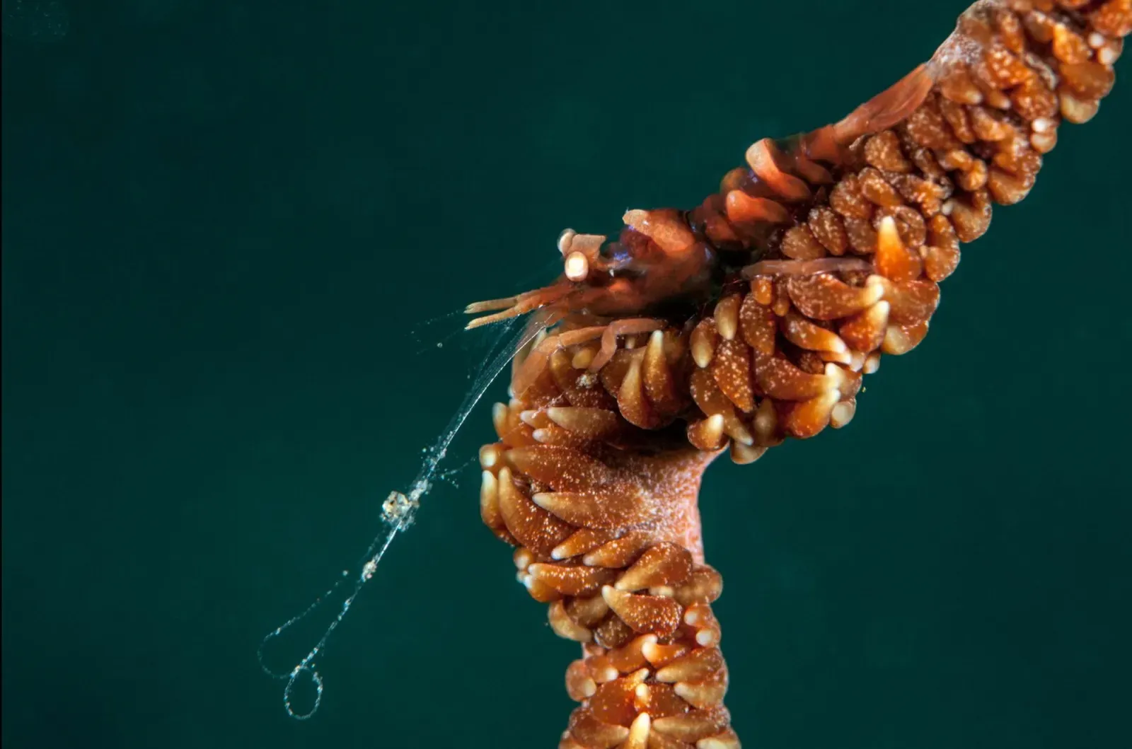 A whip coral shrimp with long white antennae camouflaged against an orange whip coral — Laha 1, Ambon.