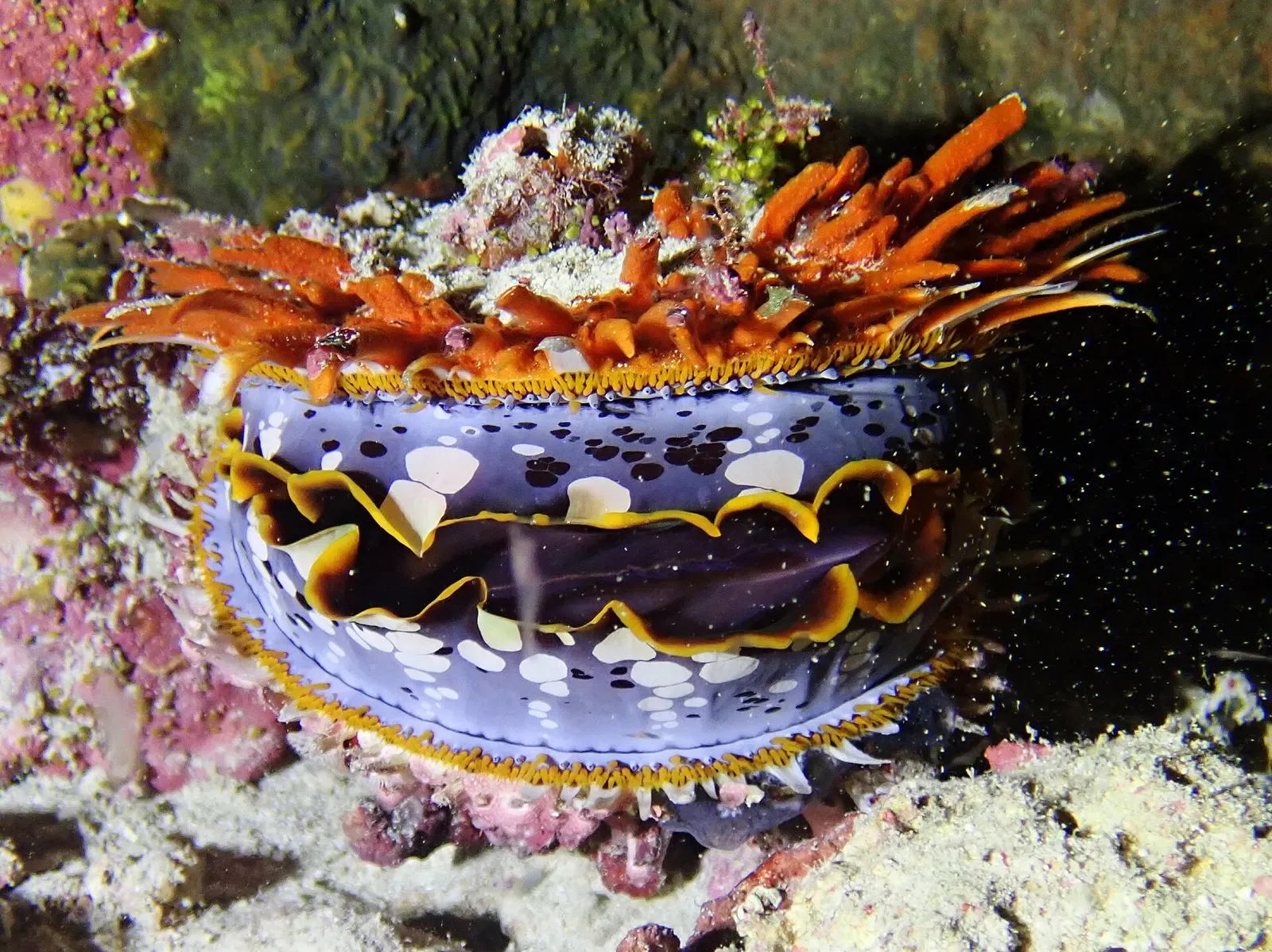 Spiny oyster with orange fringed mantle on the reef wall at Passe en S — Mayotte