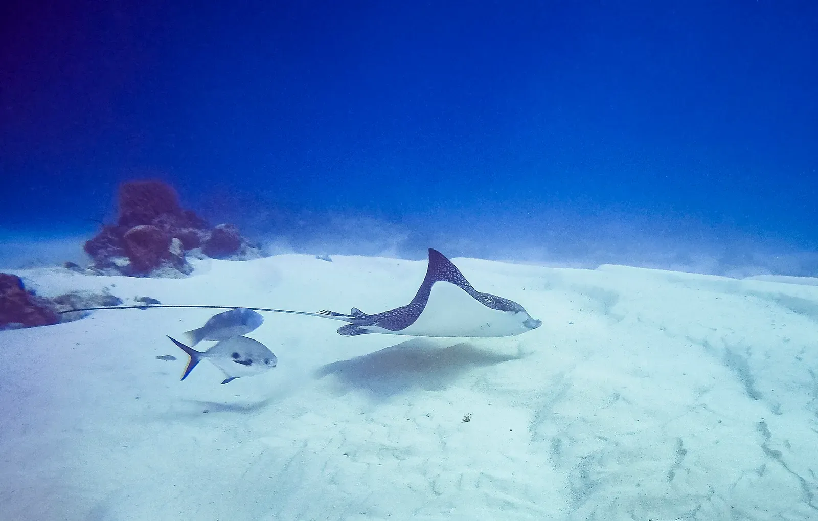 A spotted eagle ray glides over the white sand trailed by two smaller fish — Cozumel