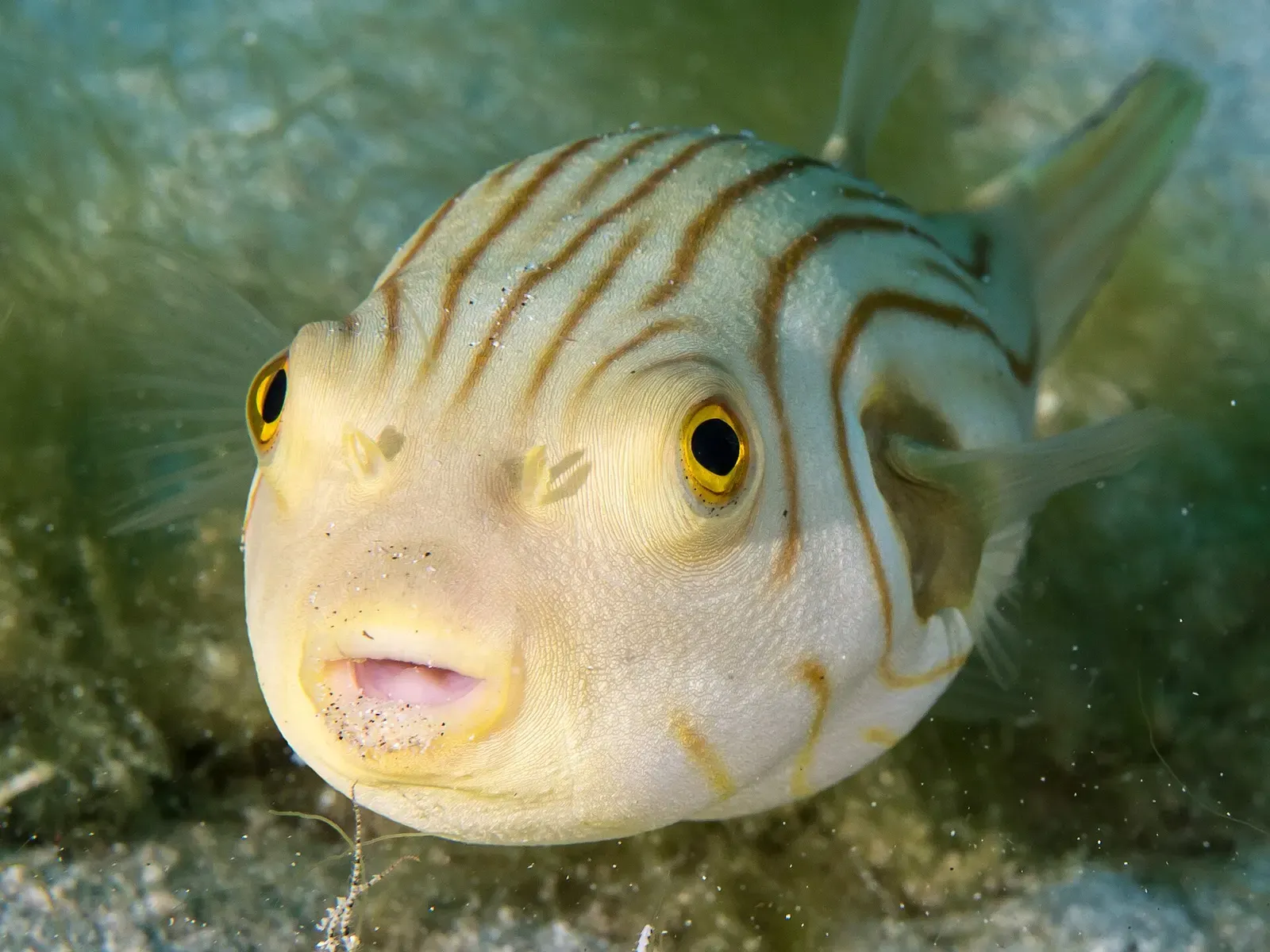 A pale puffer fish with brown curved stripes faces the camera among green seagrass — Morotai