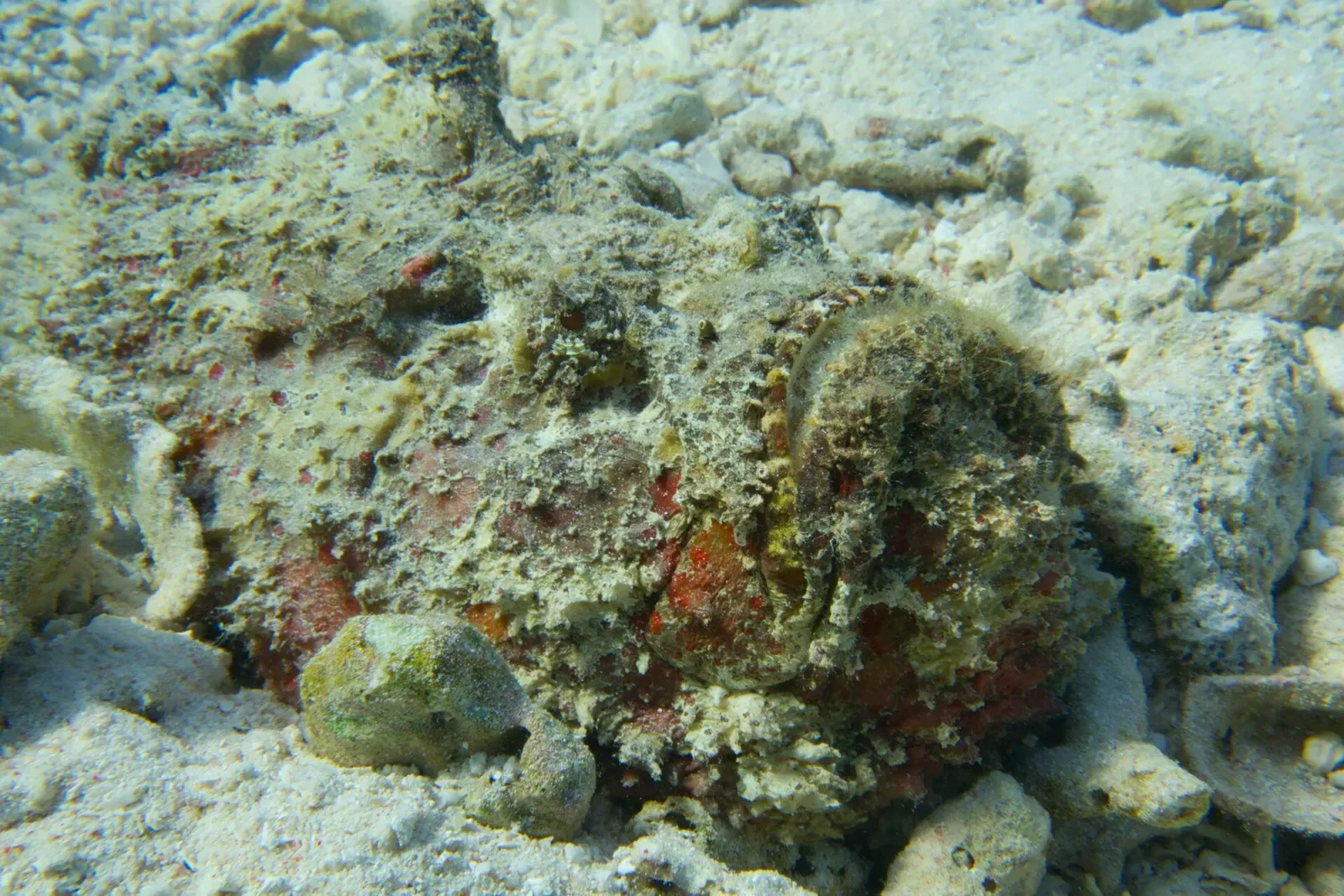Camouflaged reef stonefish resting motionless among rubble and rock — House Reef, Wakatobi