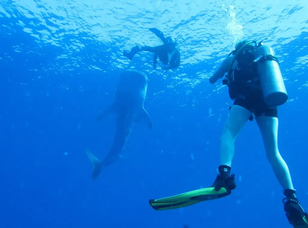 Two divers watching a whale shark pass overhead in open water — Daedalus Reef, Brothers & Daedalus