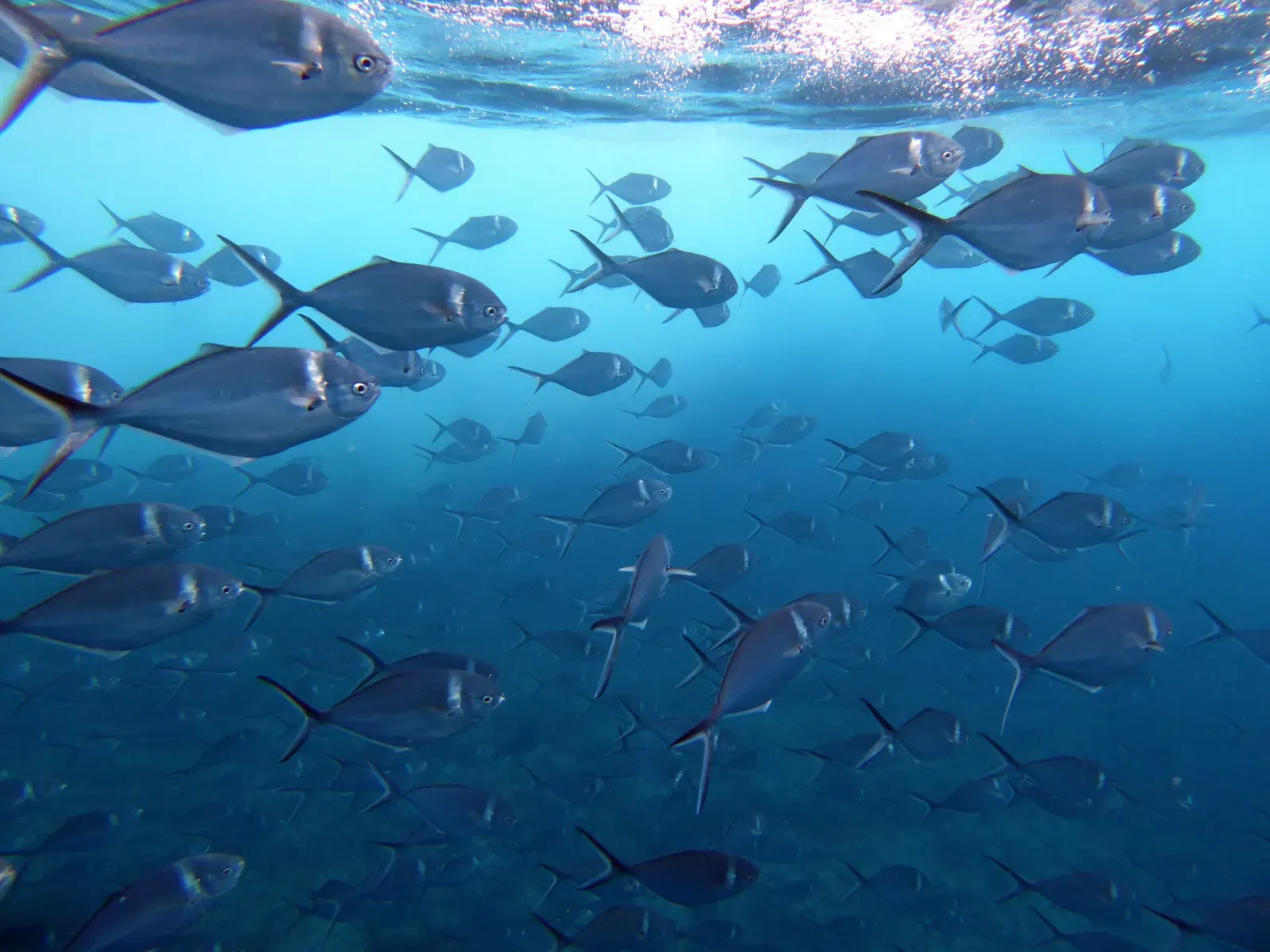 A large school of steel pompano scatters light near the water's surface — Galápagos.
