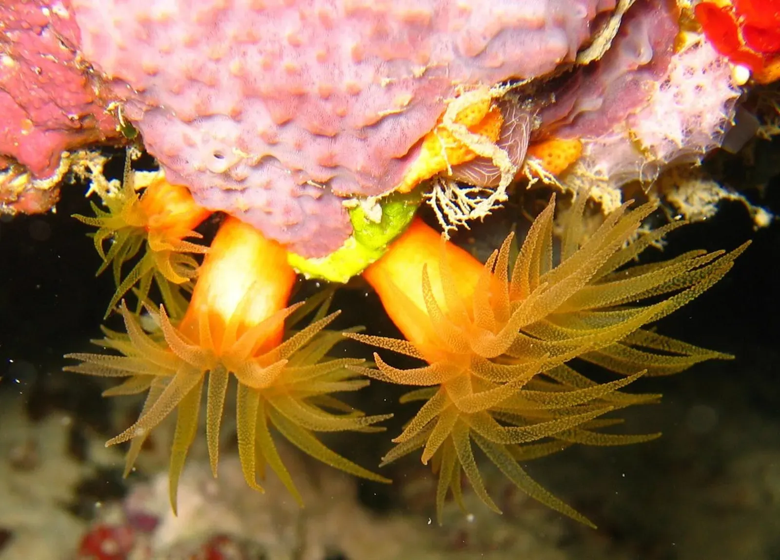 Close up of bright orange sun coral polyps on the bommie wall — Steve's Bommie, Great Barrier Reef