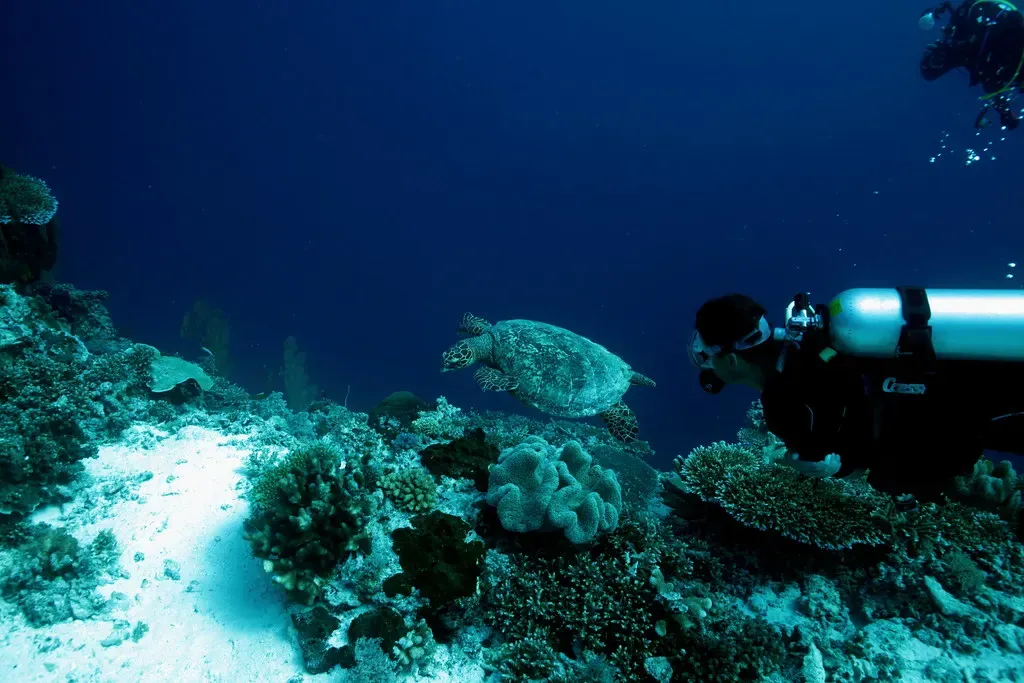 A hawksbill turtle glides past a diver over the reef at Shark Airport, Tubbataha — Tubbataha Reefs.