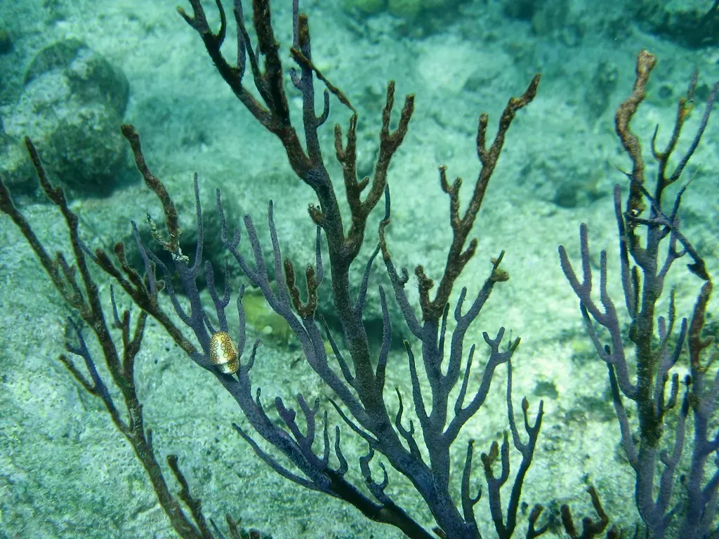 Dark branching sea whip coral with a small fish sheltering among its fronds — Turks & Caicos