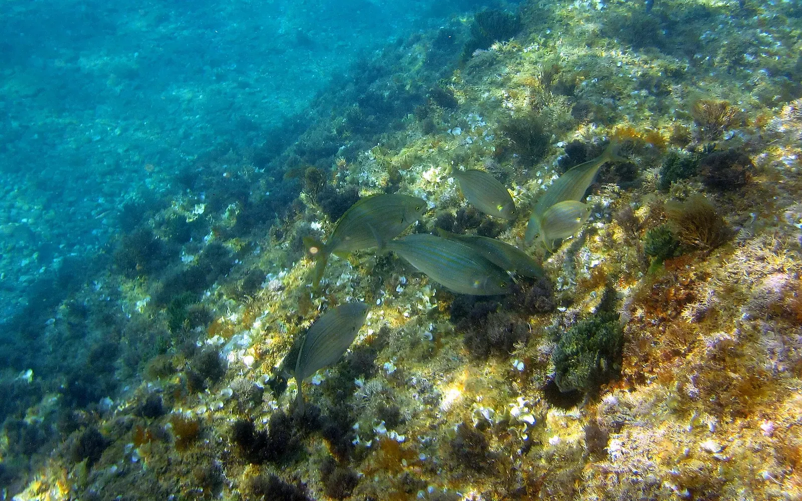 Sea bream over an algae-covered rocky reef at Sa Tuna, near Begur