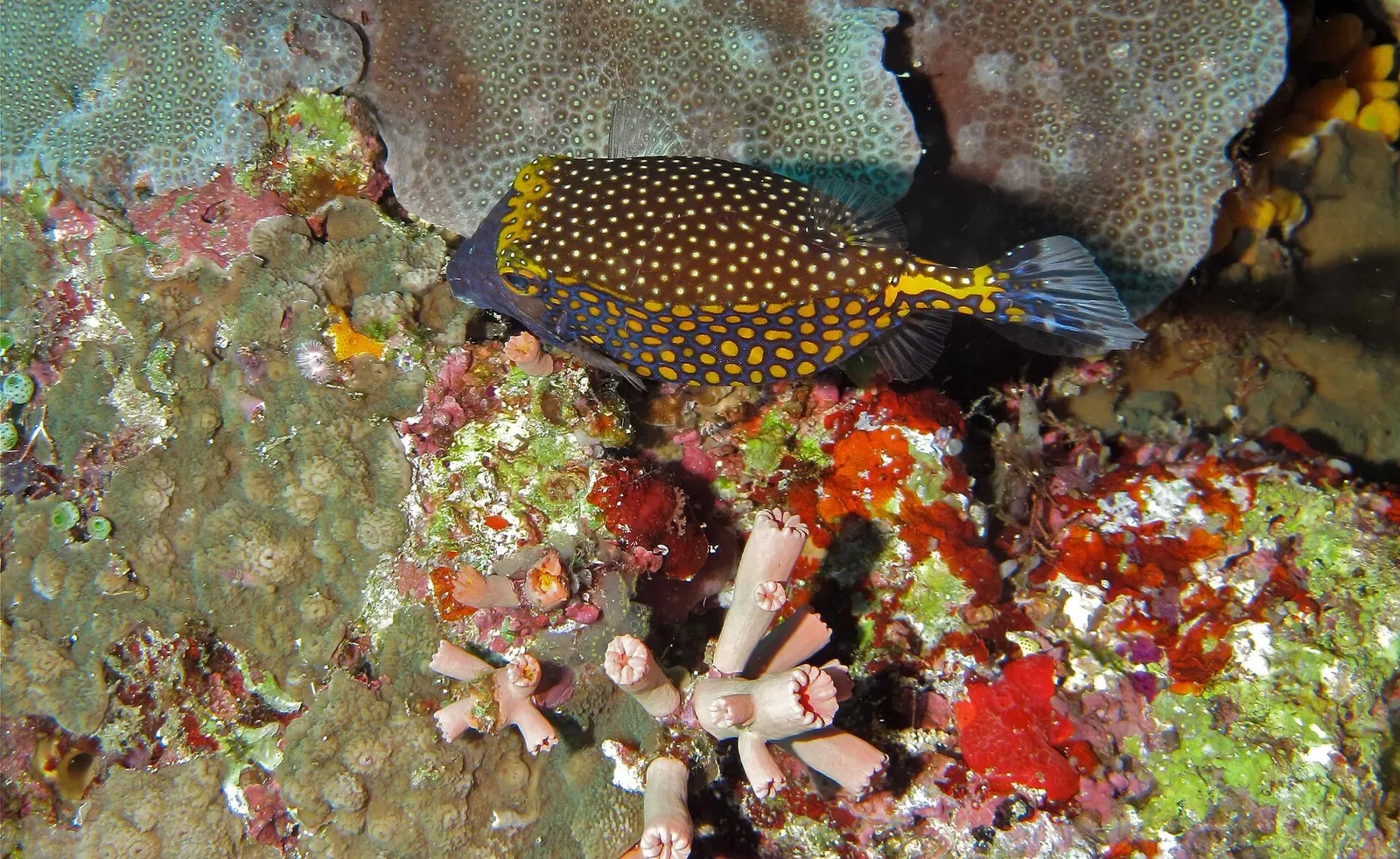 A blue and yellow spotted boxfish resting on coral rubble near a reef ledge — Bunaken