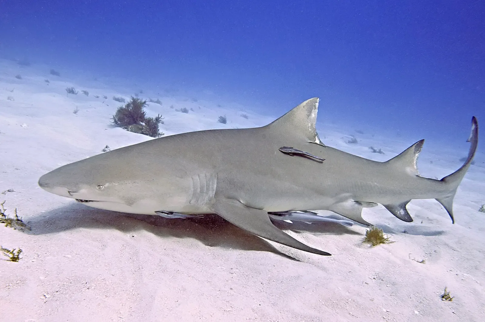 A solitary lemon shark cruises low over the sand at Tiger Beach.