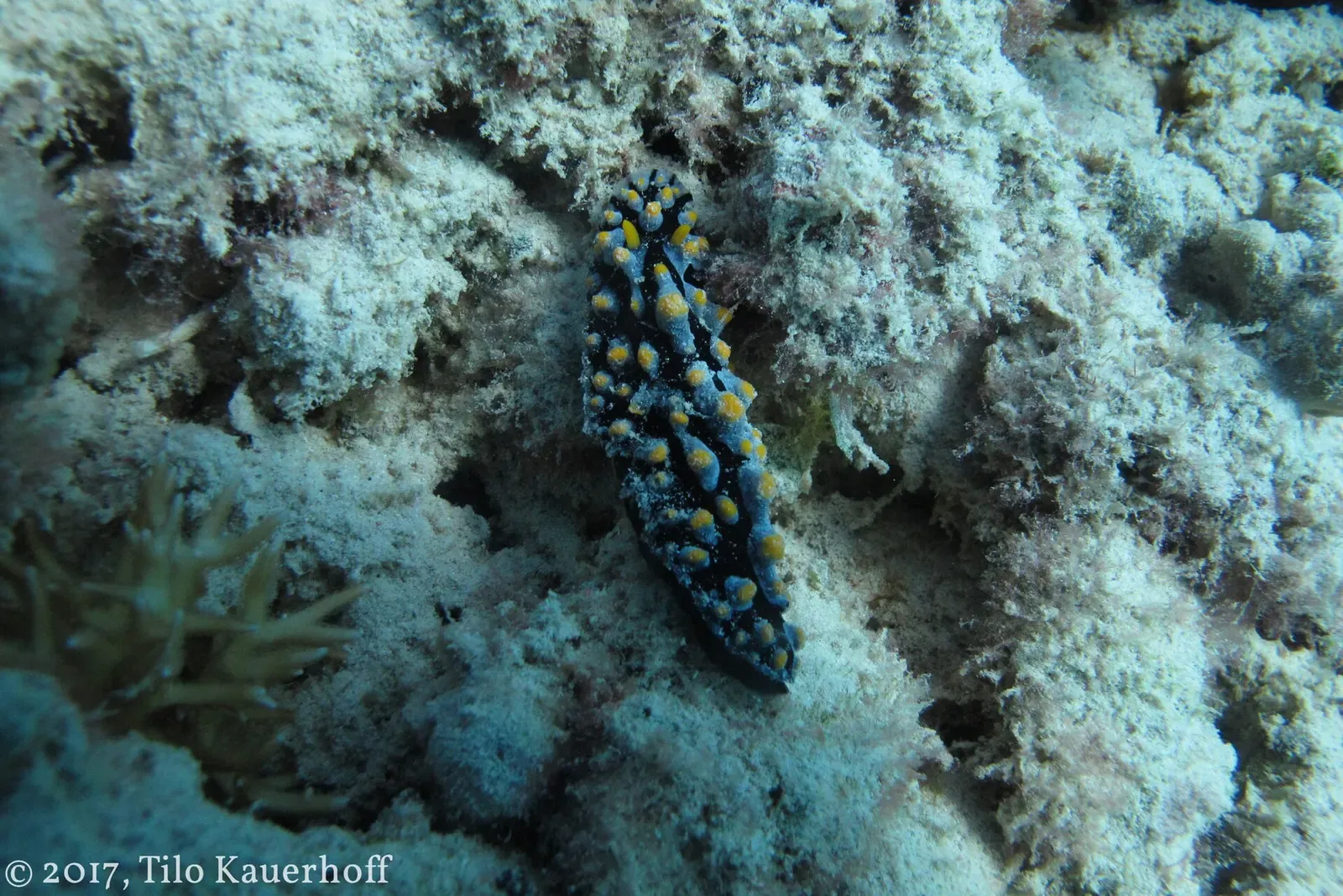 A yellow-spotted nudibranch crawling over encrusted coral rubble — Halik, Gili Islands.