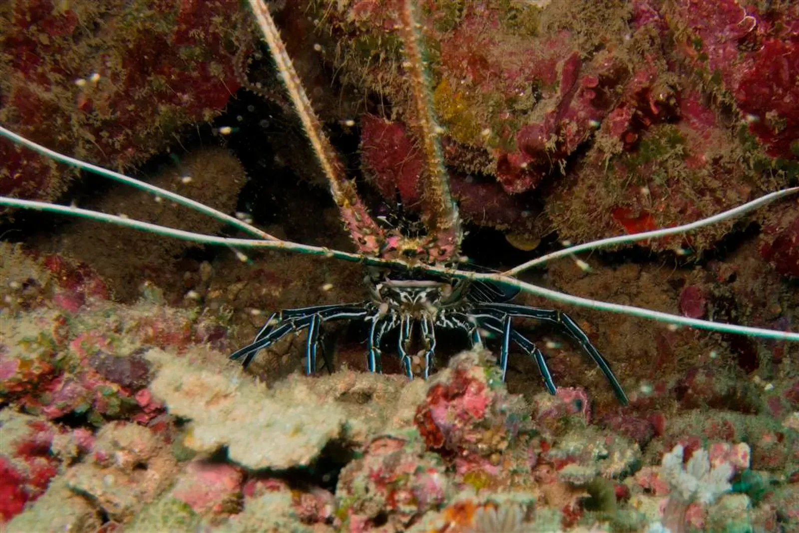 Painted spiny lobster with long banded antennae under a coral overhang — Dili