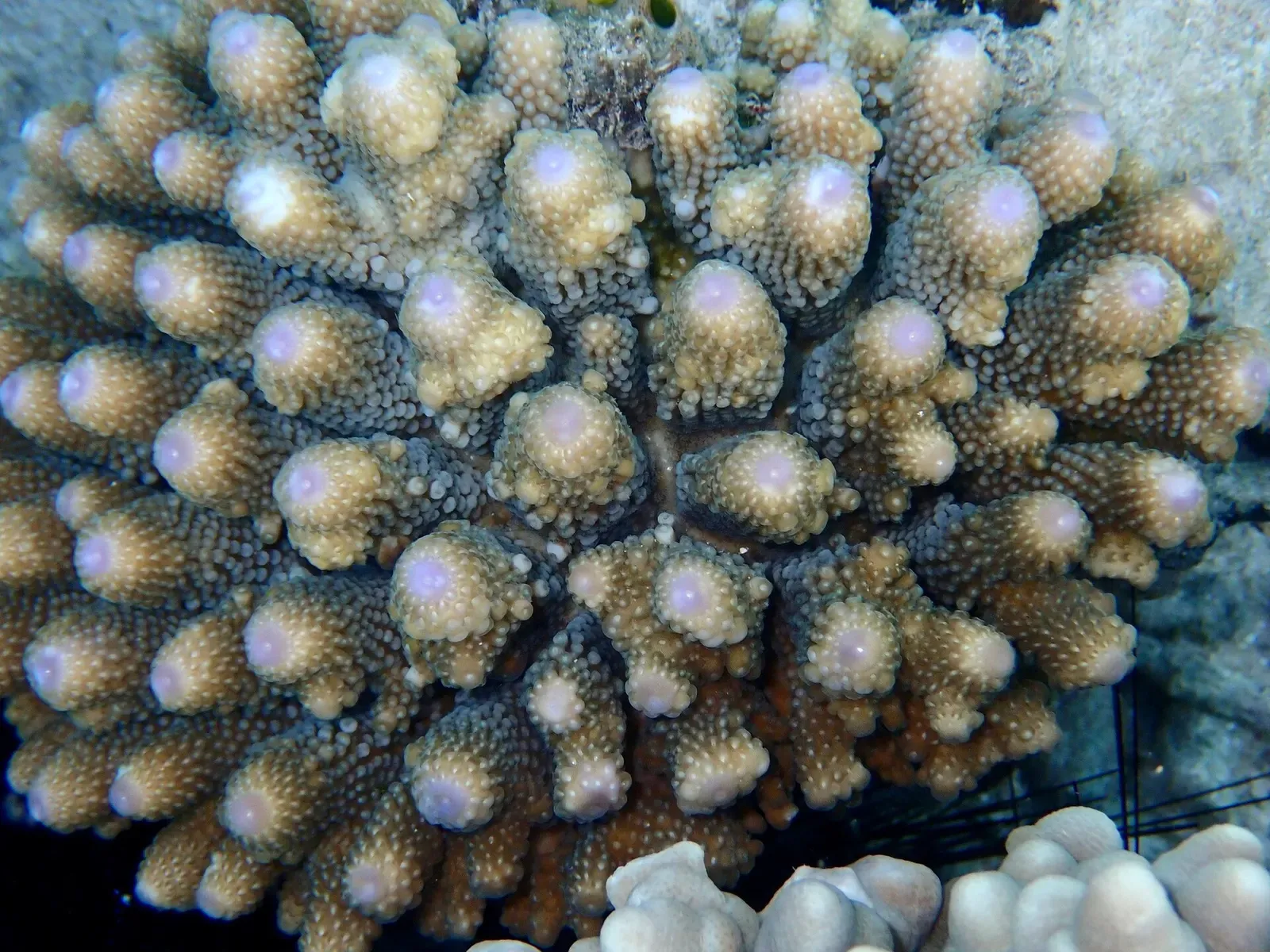 Close-up of finger coral polyps with pale centers covering a reef boulder — Bangka Island