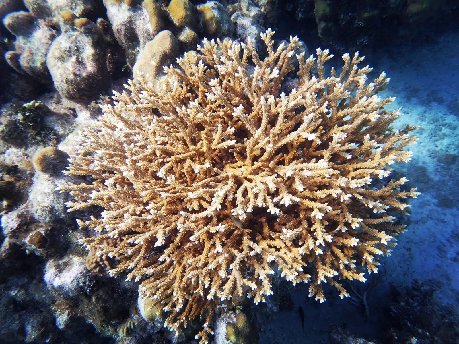 A cluster of fused staghorn coral branches grows on a shallow Cayman Islands reef — Grand Cayman