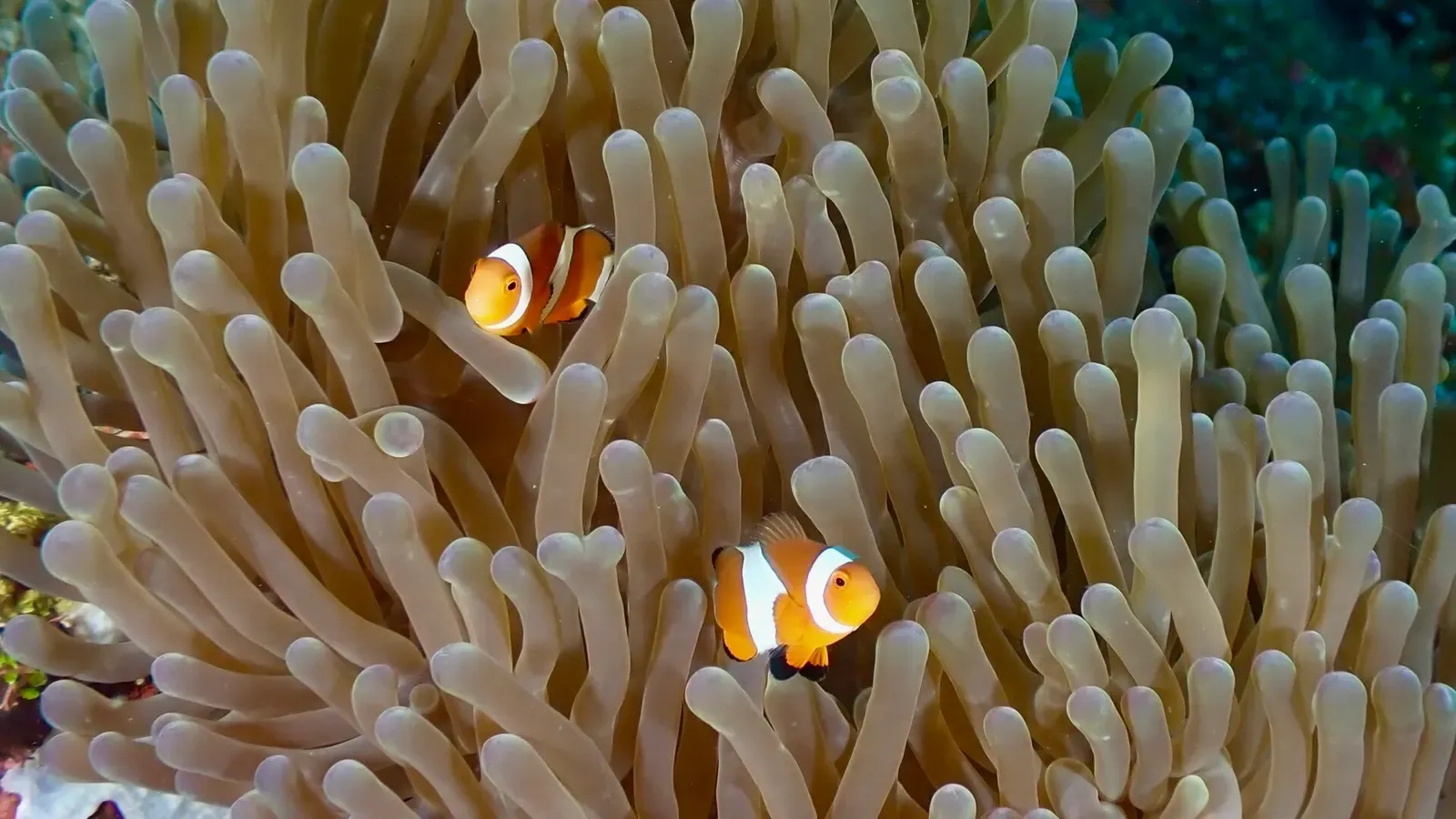 A pair of ocellaris anemonefish shelter among the tentacles of a sea anemone — Southern Leyte.