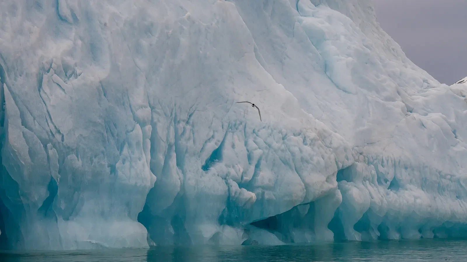 A seabird flies past the blue-white face of a grounded iceberg in Liefdefjord — Svalbard