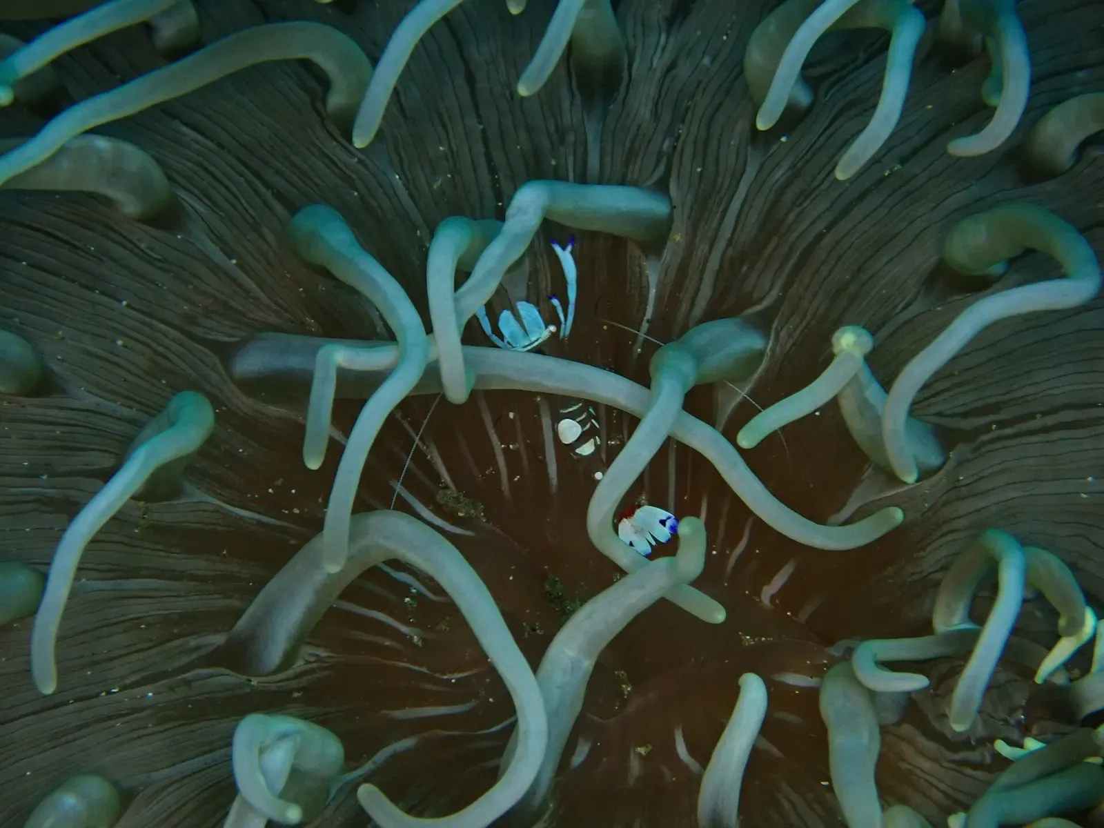A translucent anemone shrimp perches among the pale tentacles of its host anemone — Lembeh Strait.
