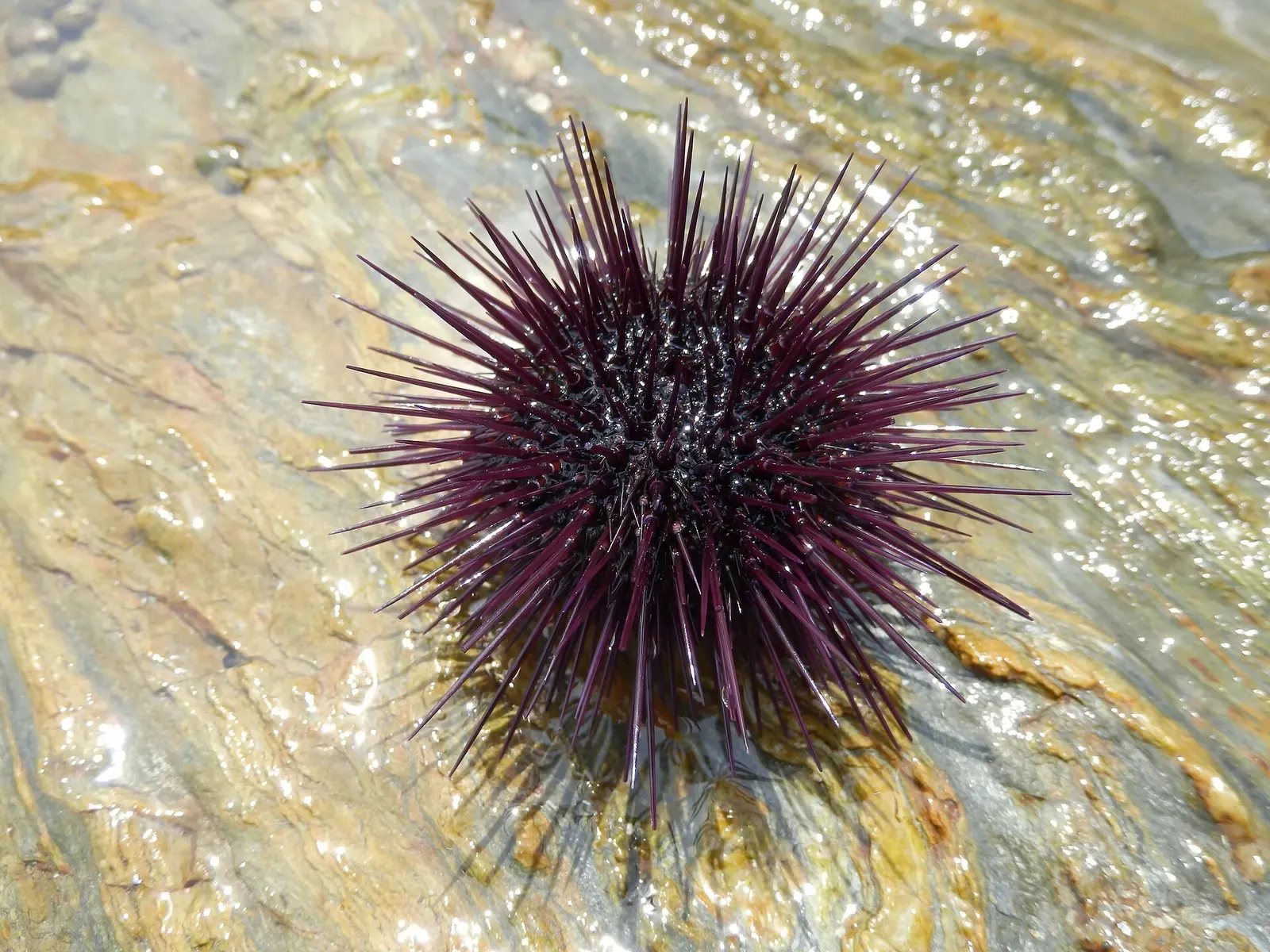 Purple sea urchin among shallow rocks at Banyuls-sur-Mer.