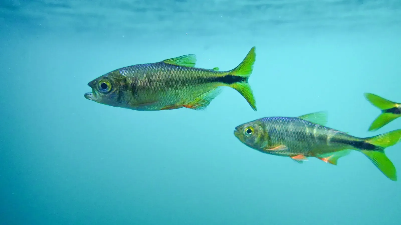 Two small characid fish with green and orange fins swimming in clear cenote water — Riviera Maya Cenotes