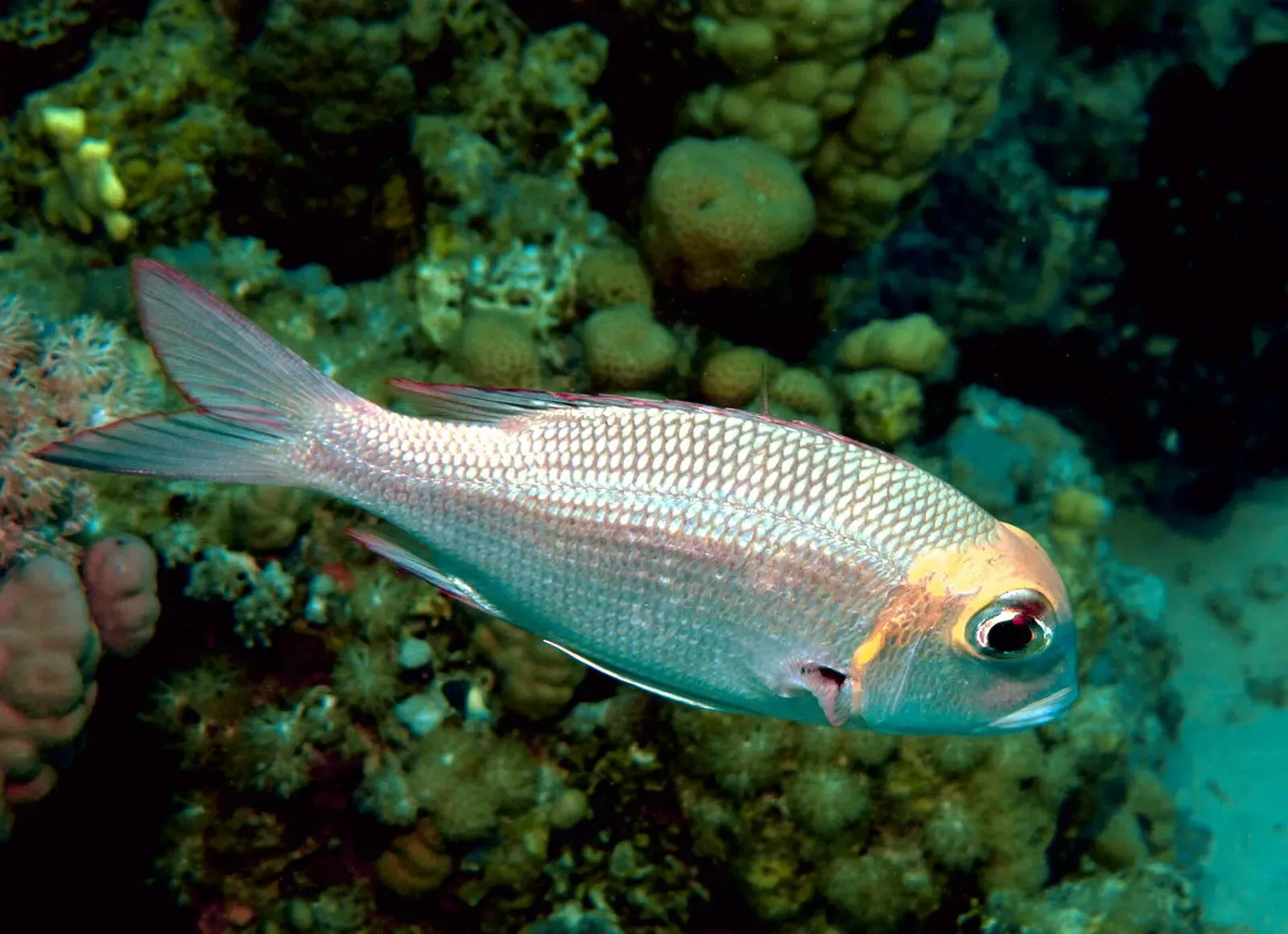 A bigeye emperor fish swimming close to coral.