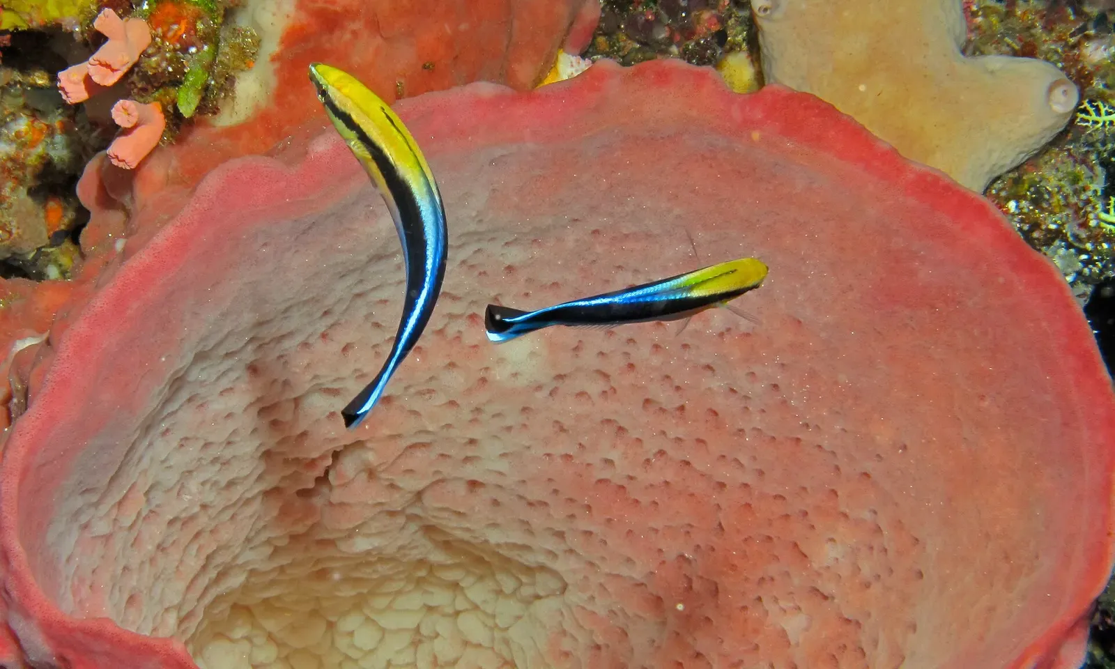 Two bluestreak cleaner wrasses hovering over the open mouth of a pink barrel sponge — Bunaken