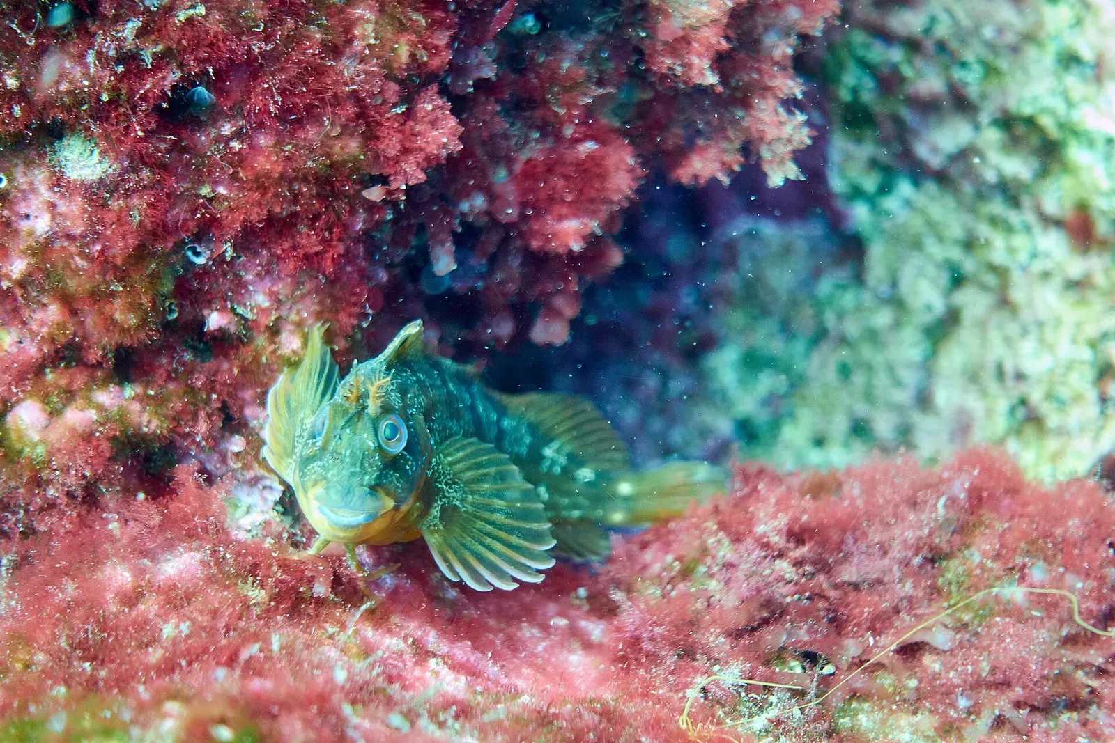 A small blenny peers out from red algae on a rock face at the Berlengas