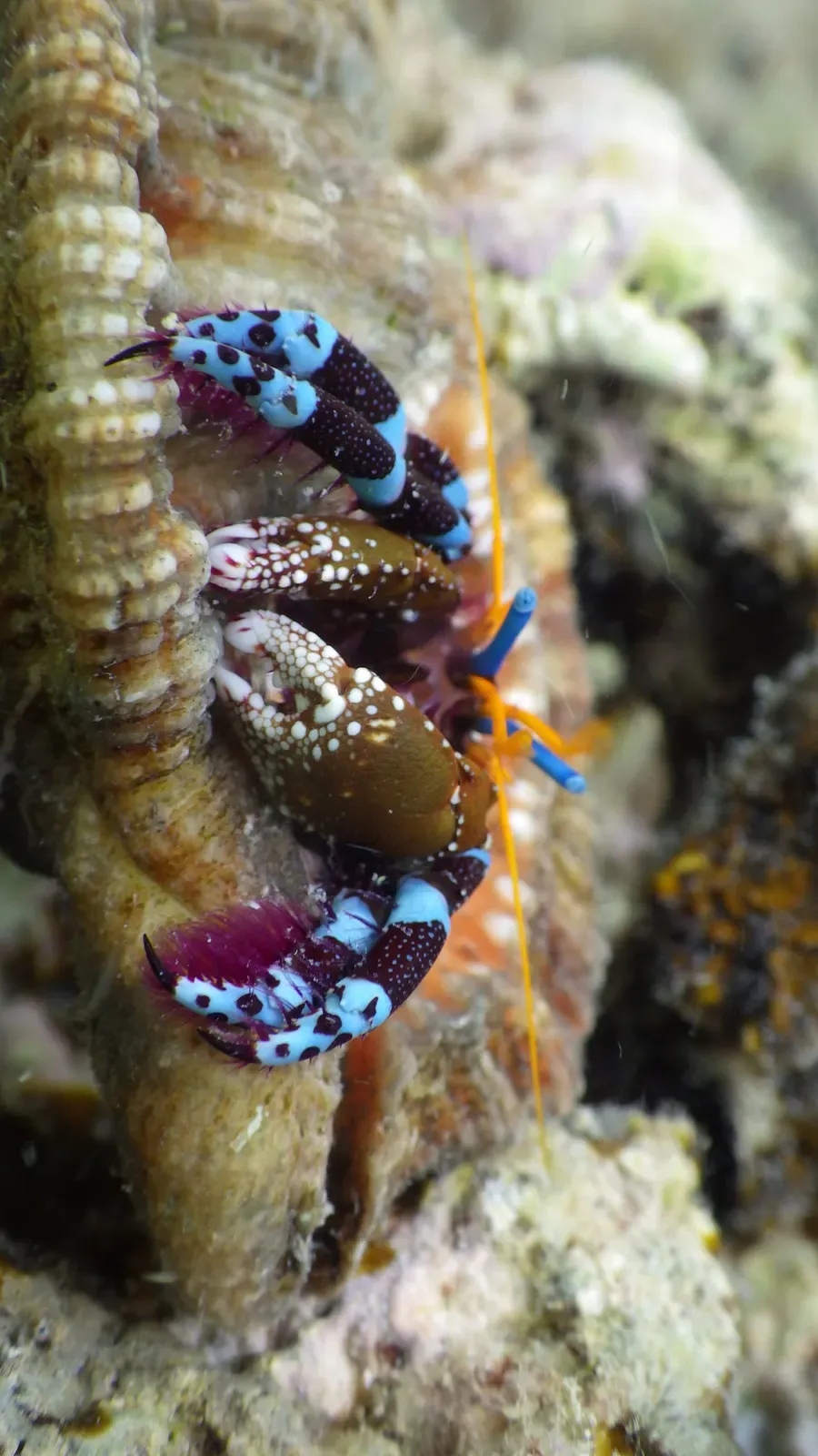 A hermit crab with electric-blue banded legs gripping a shell beside a cleaner shrimp — Okinawa