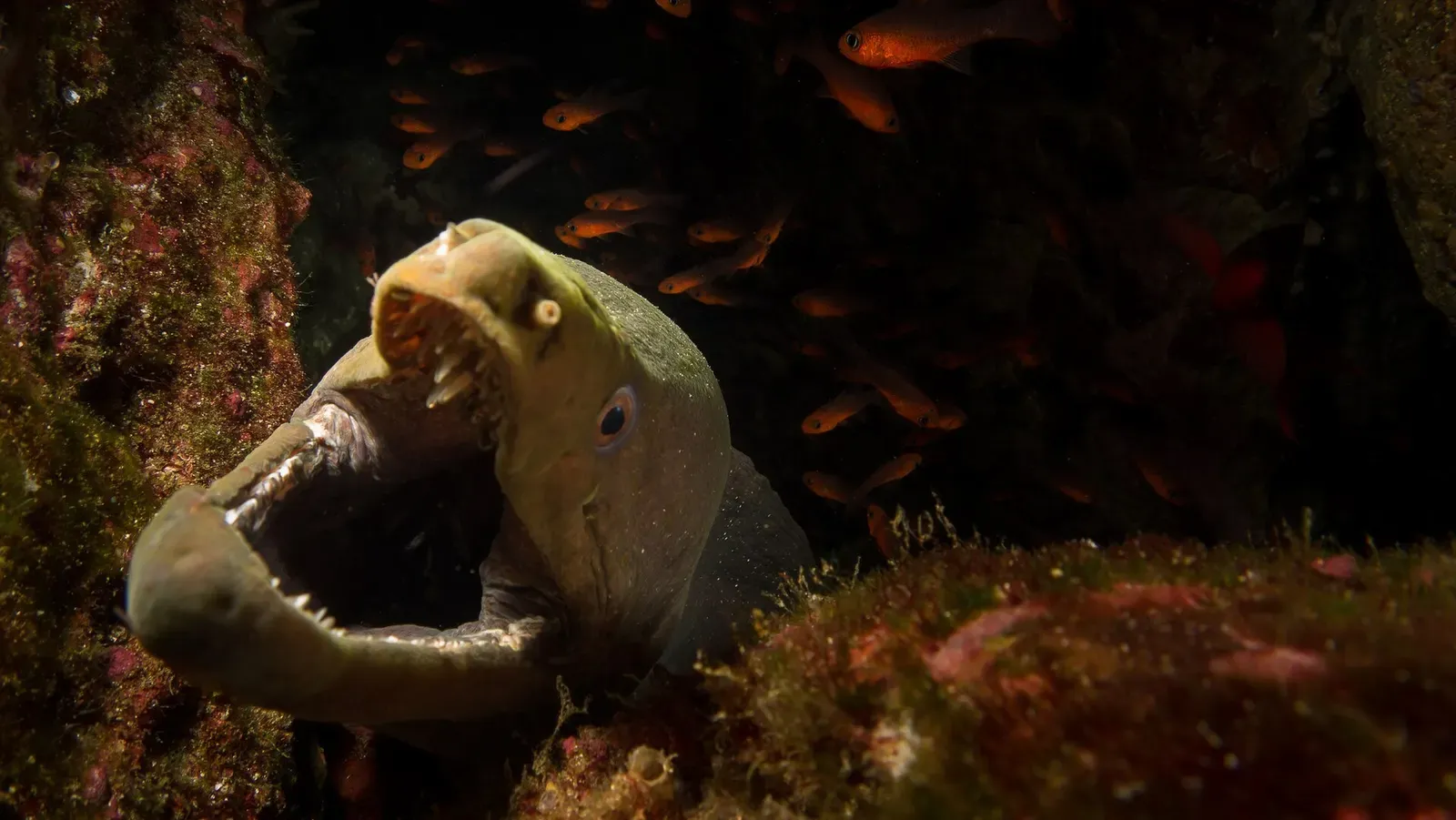 A chestnut moray eel opens its jaws from a rocky crevice with orange fish behind it — Cocos Island.