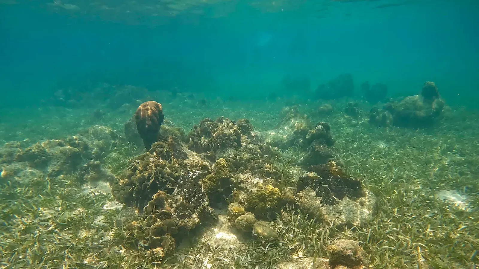 A cluster of hard and soft corals on a shallow reef near West Bay, Roatán