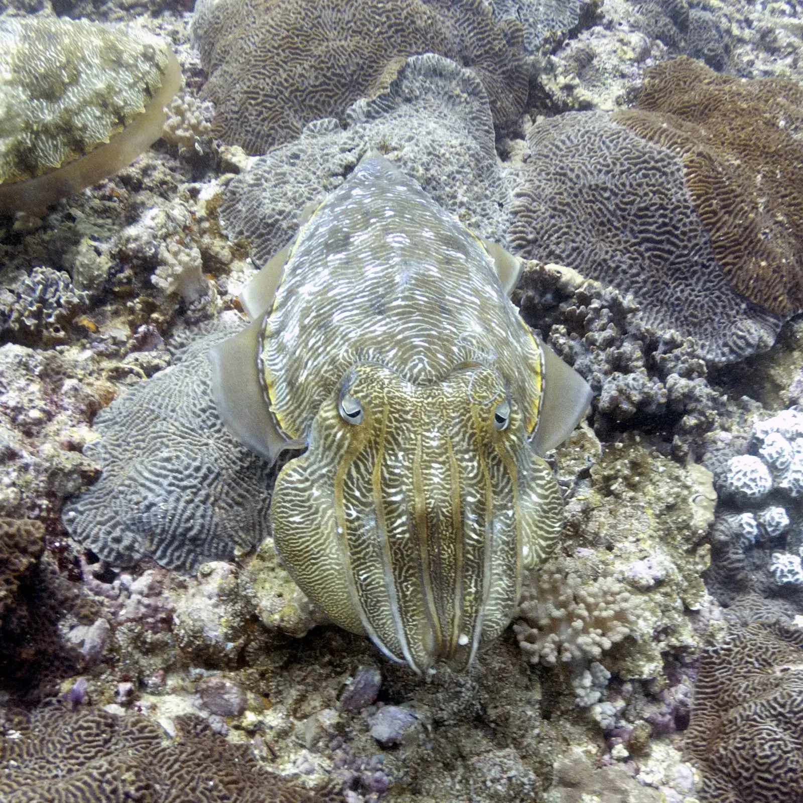 Close-up of a cuttlefish resting camouflaged against coral off the Omani coast — Daymaniyat Islands